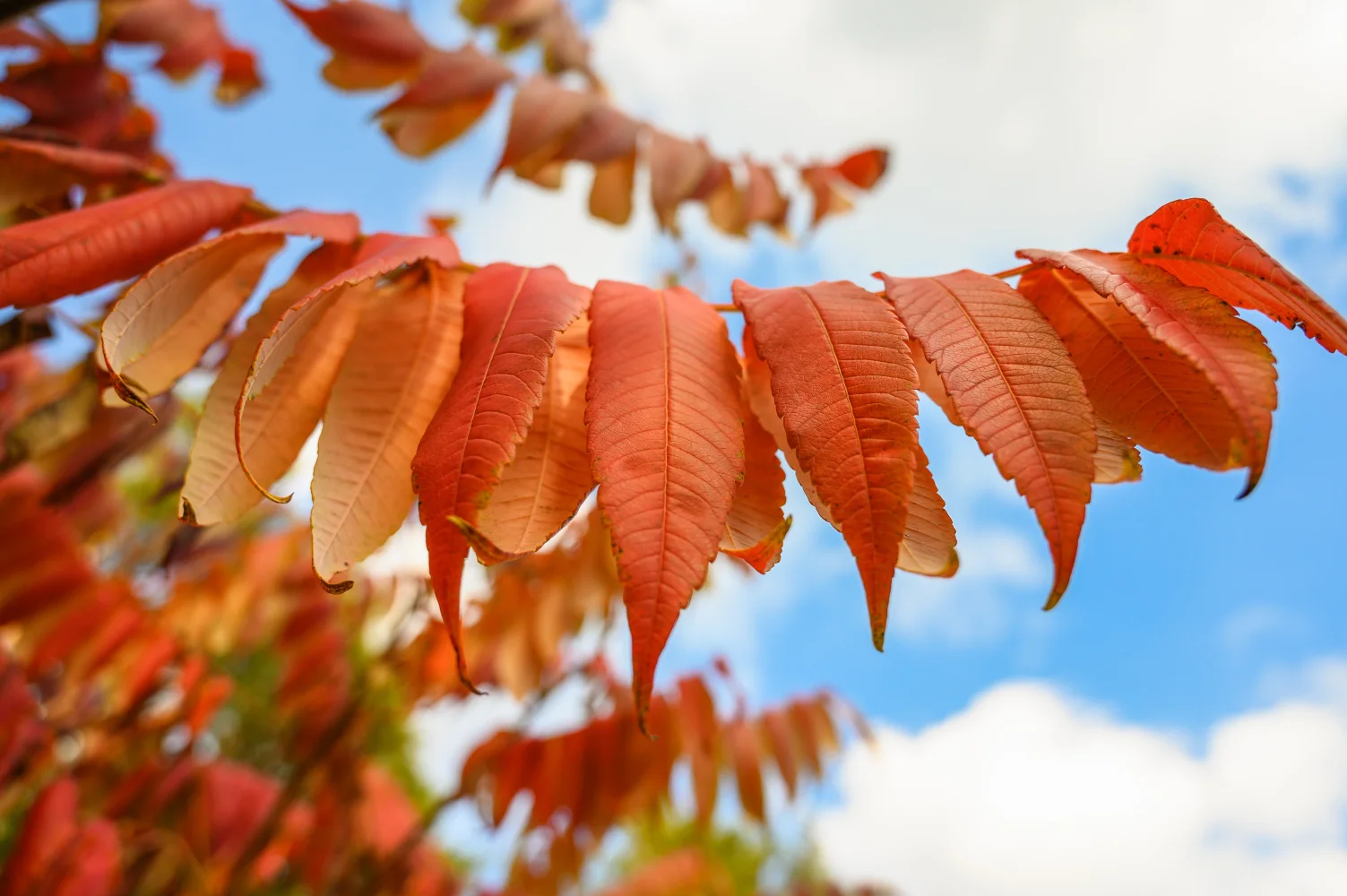 Ast mit herbstlichen Blätter in Nahaufnahme