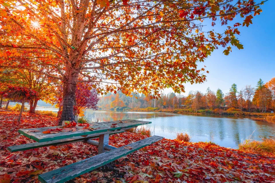 Bank in herbstlichen Park am Wasser