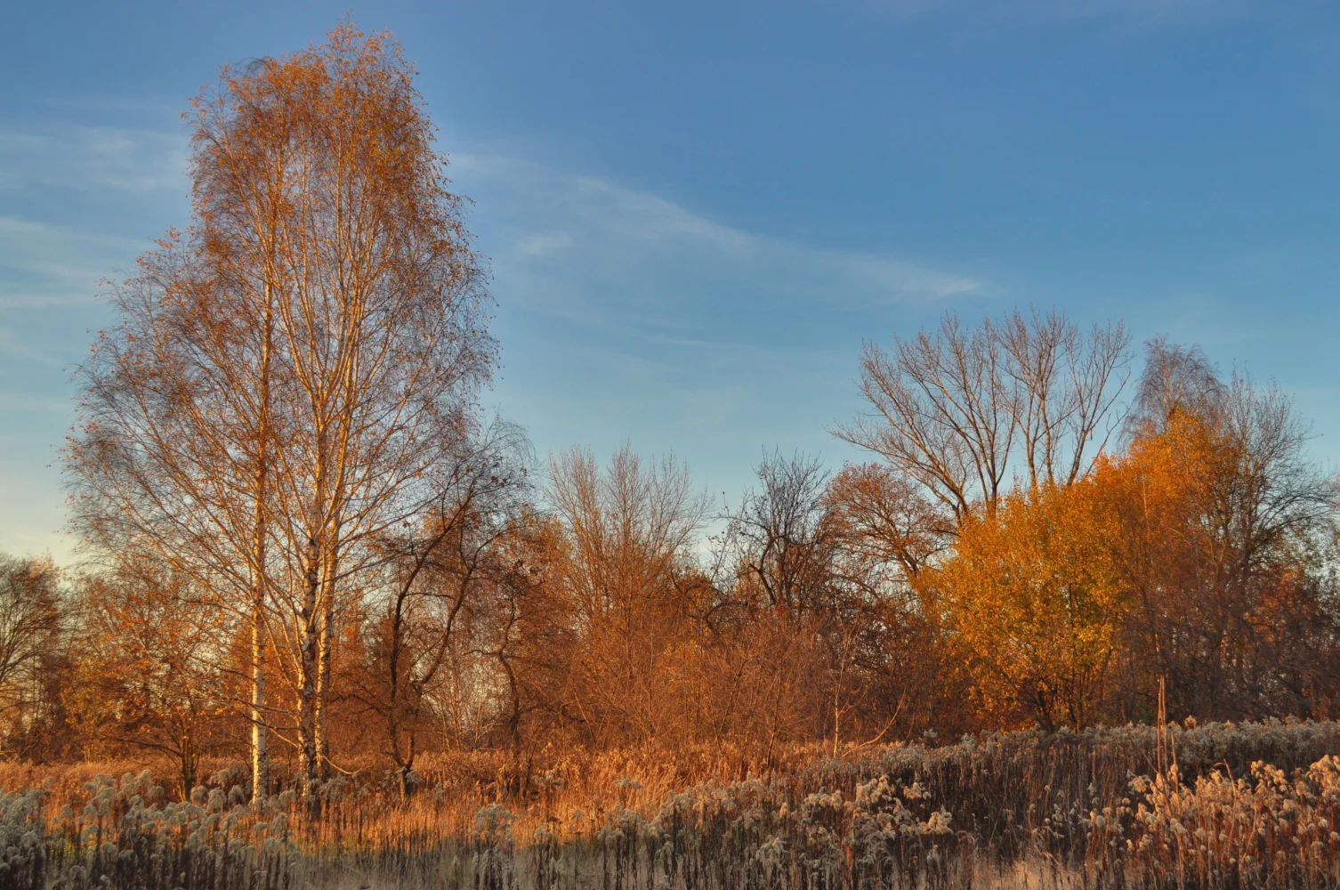 Leuchtendes Sonne beleuchtet gefallene Baum