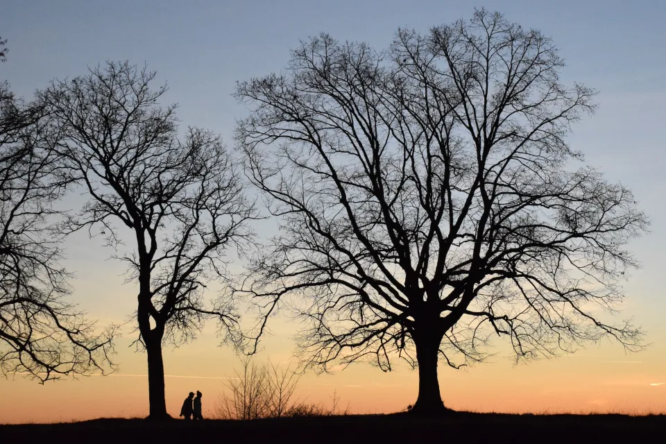 Baum ohne Blätter in der Dämmerung im Herbst