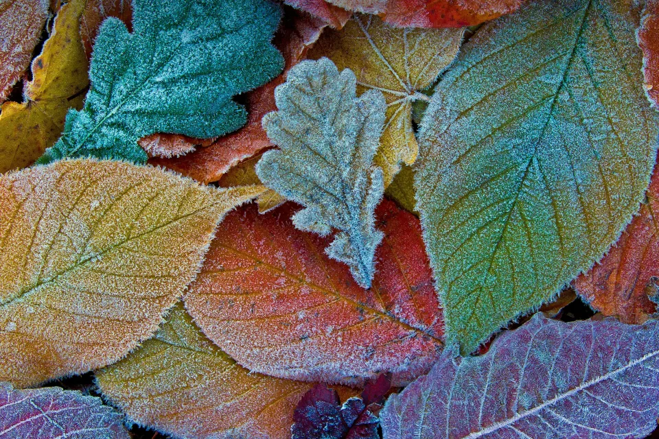 Bedeckte Raureif gefallene Herbst Blätter