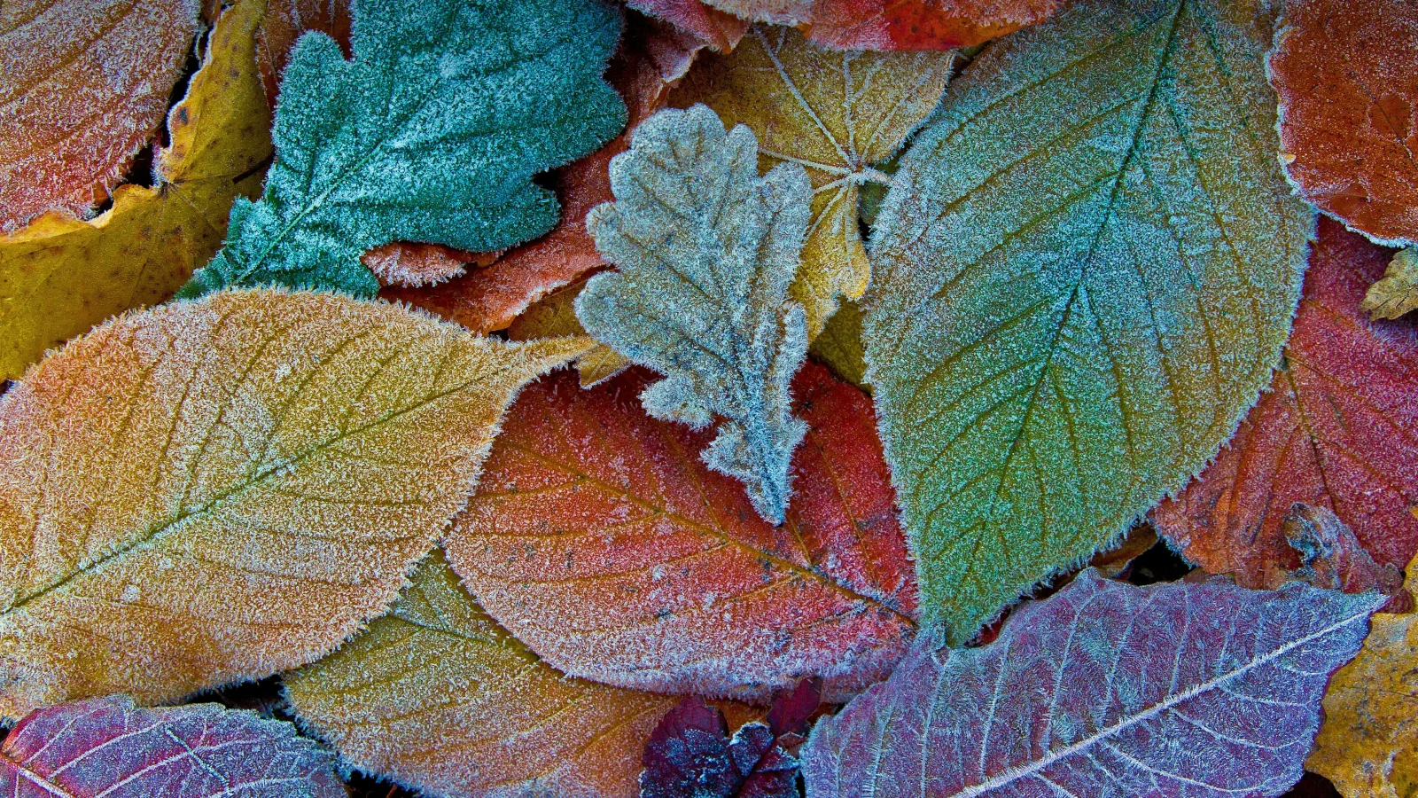 Bedeckte Raureif gefallene Herbst Blätter