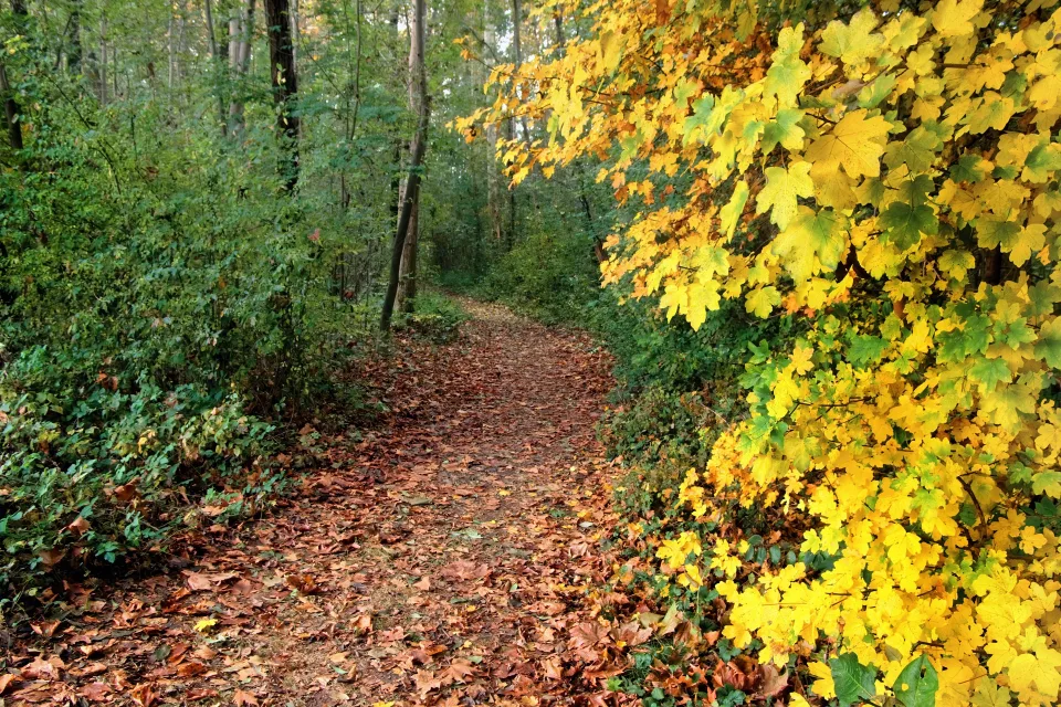 Bedeckte gefallenen Blätter Straße im Herbstwald