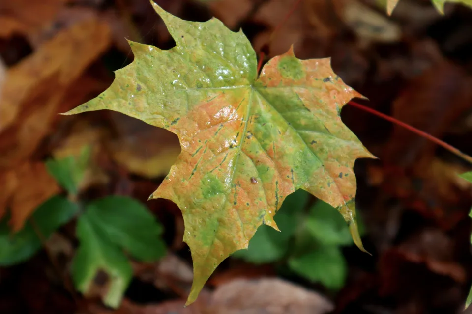 Bunter Blätter in Nahaufnahme im Herbst