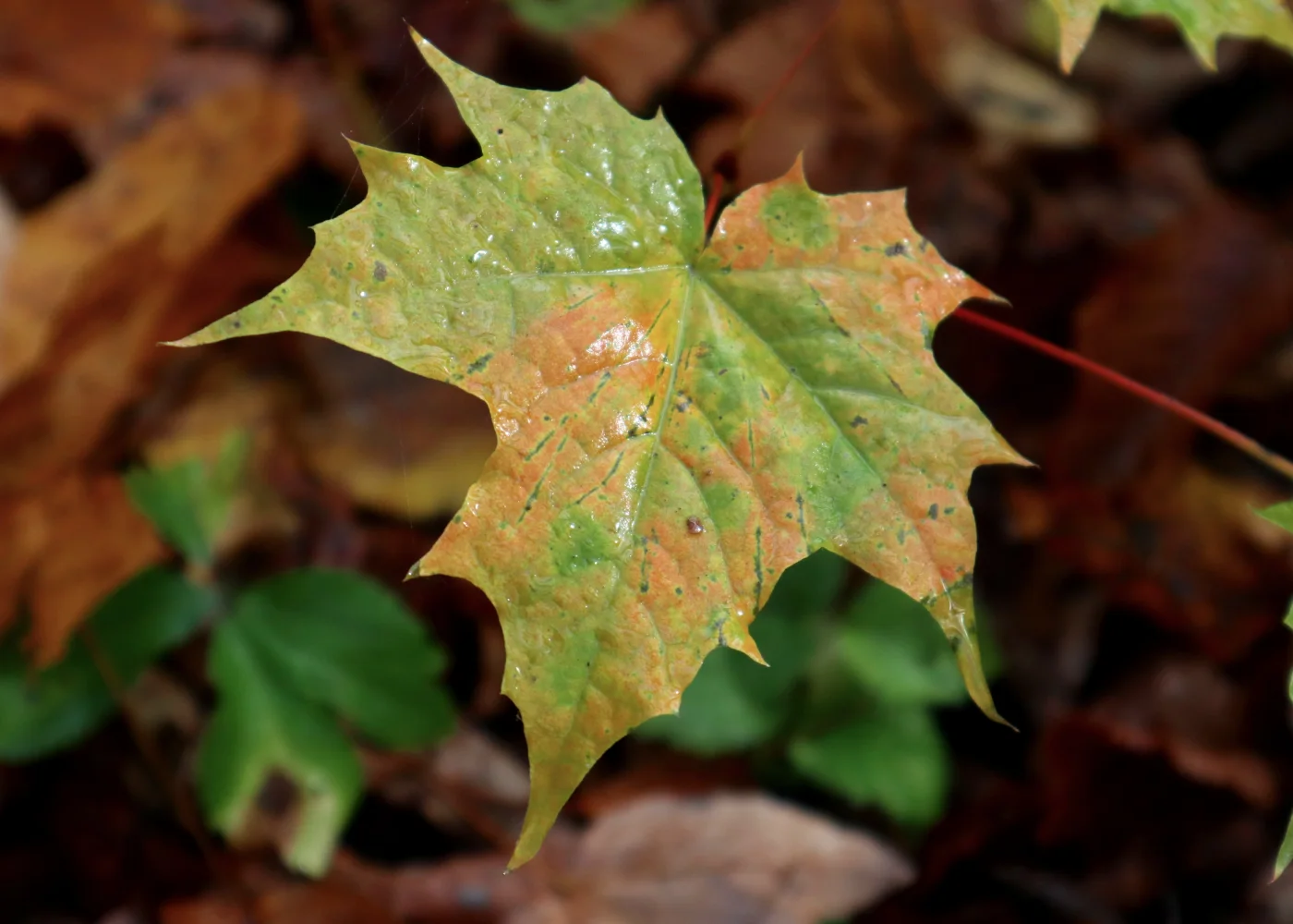 Bunter Blätter in Nahaufnahme im Herbst