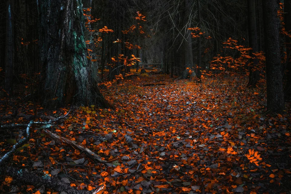 Gefallene Blätter in altem herbstlichen Wald