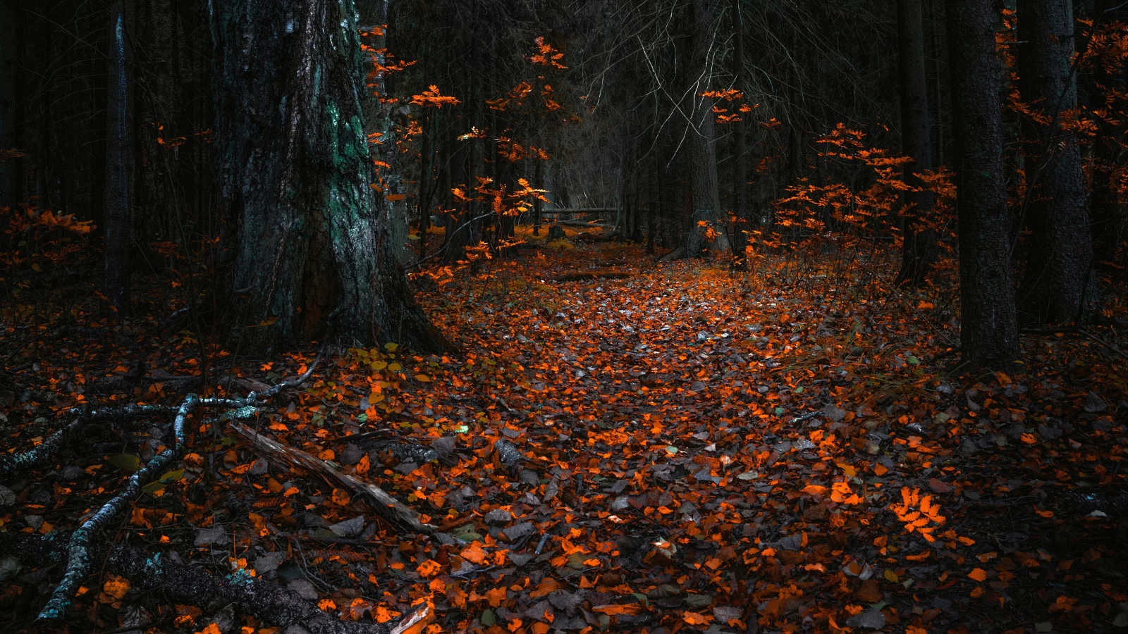 Gefallene Blätter in altem herbstlichen Wald