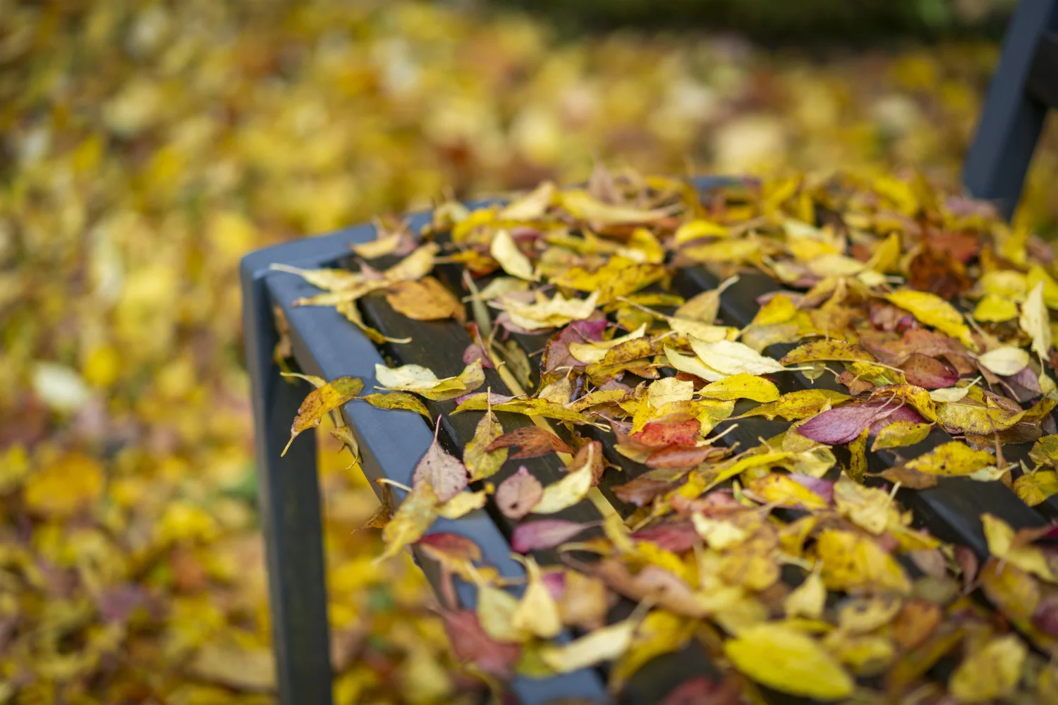 Gefallene trockene Herbst Blätter auf Bank im Park