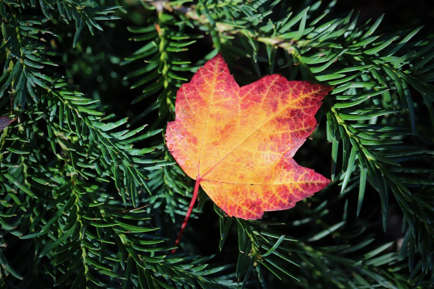 Gefallenes herbstlicher Blätter auf einem Ast Fichte