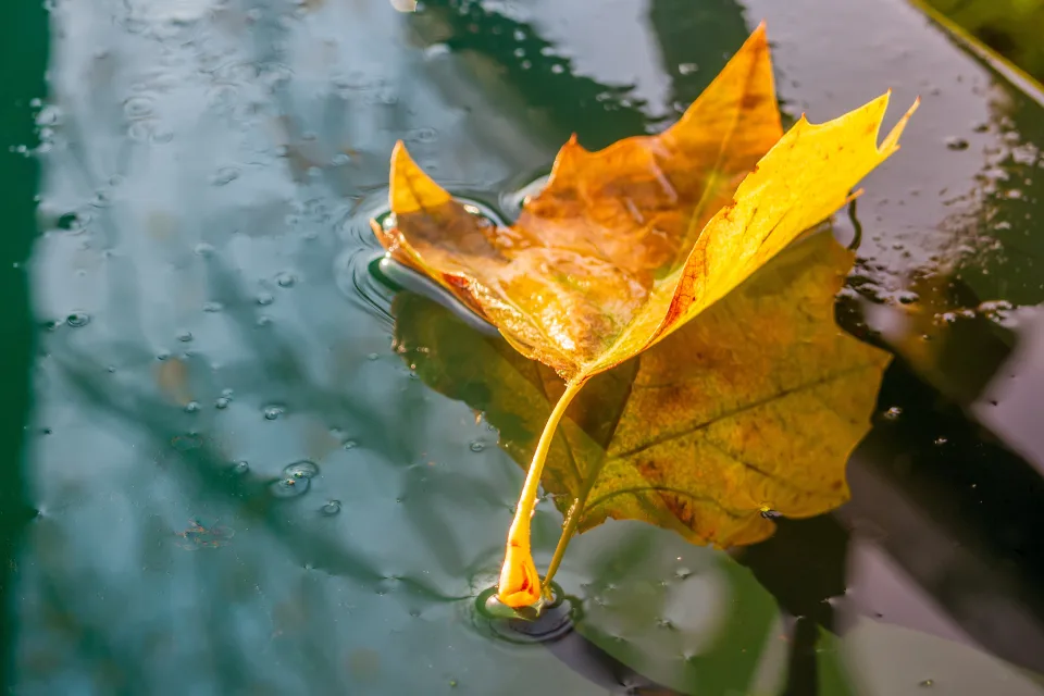 Gefallenes herbstlicher Blätter in kalten Pfütze