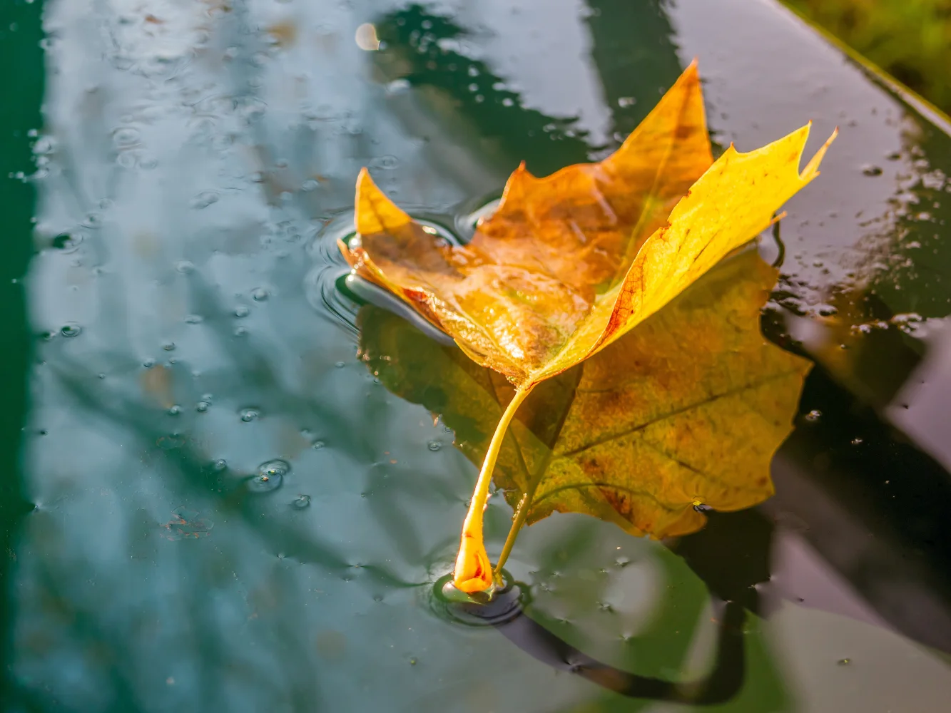 Gefallenes herbstlicher Blätter in kalten Pfütze