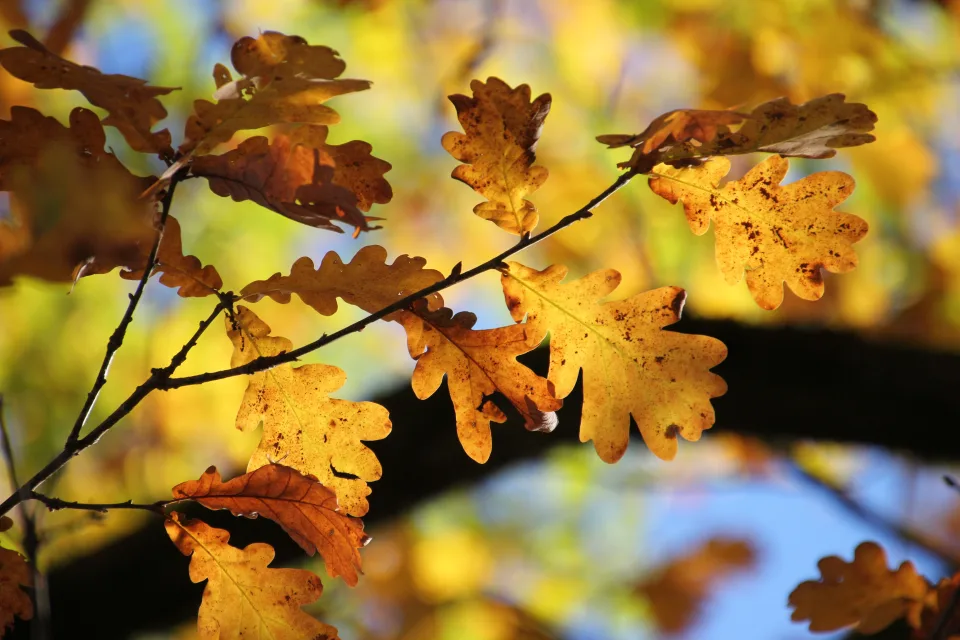 Gelbe Blätter Eiche auf Ast im Herbst