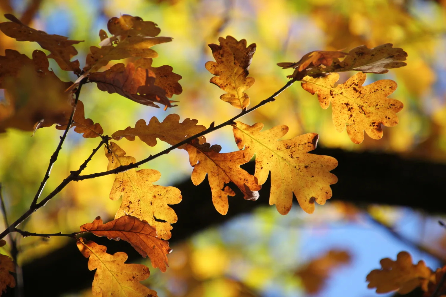 Gelbe Blätter Eiche auf Ast im Herbst