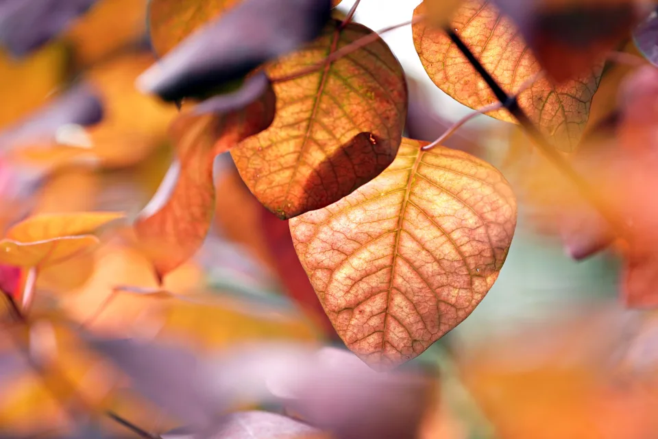 Gelbe Blätter auf einem Ast im Herbst