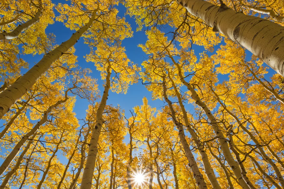 Gelbe Gipfel unter hellblauem Himmel im Herbst
