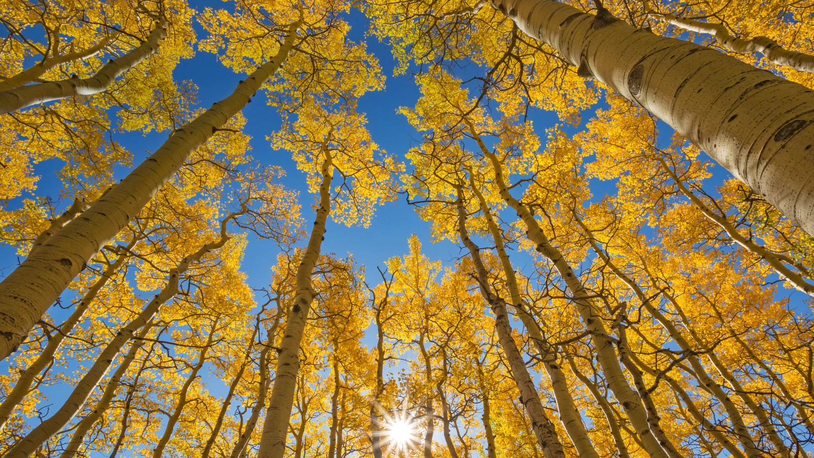 Gelbe Gipfel unter hellblauem Himmel im Herbst