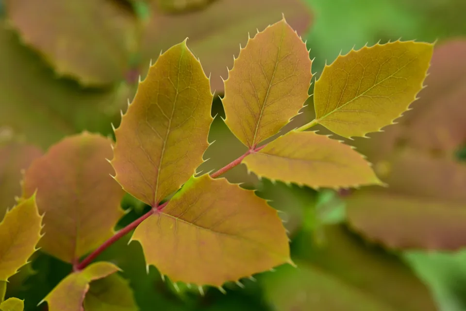 Gelbe Herbst Blätter Pflanze