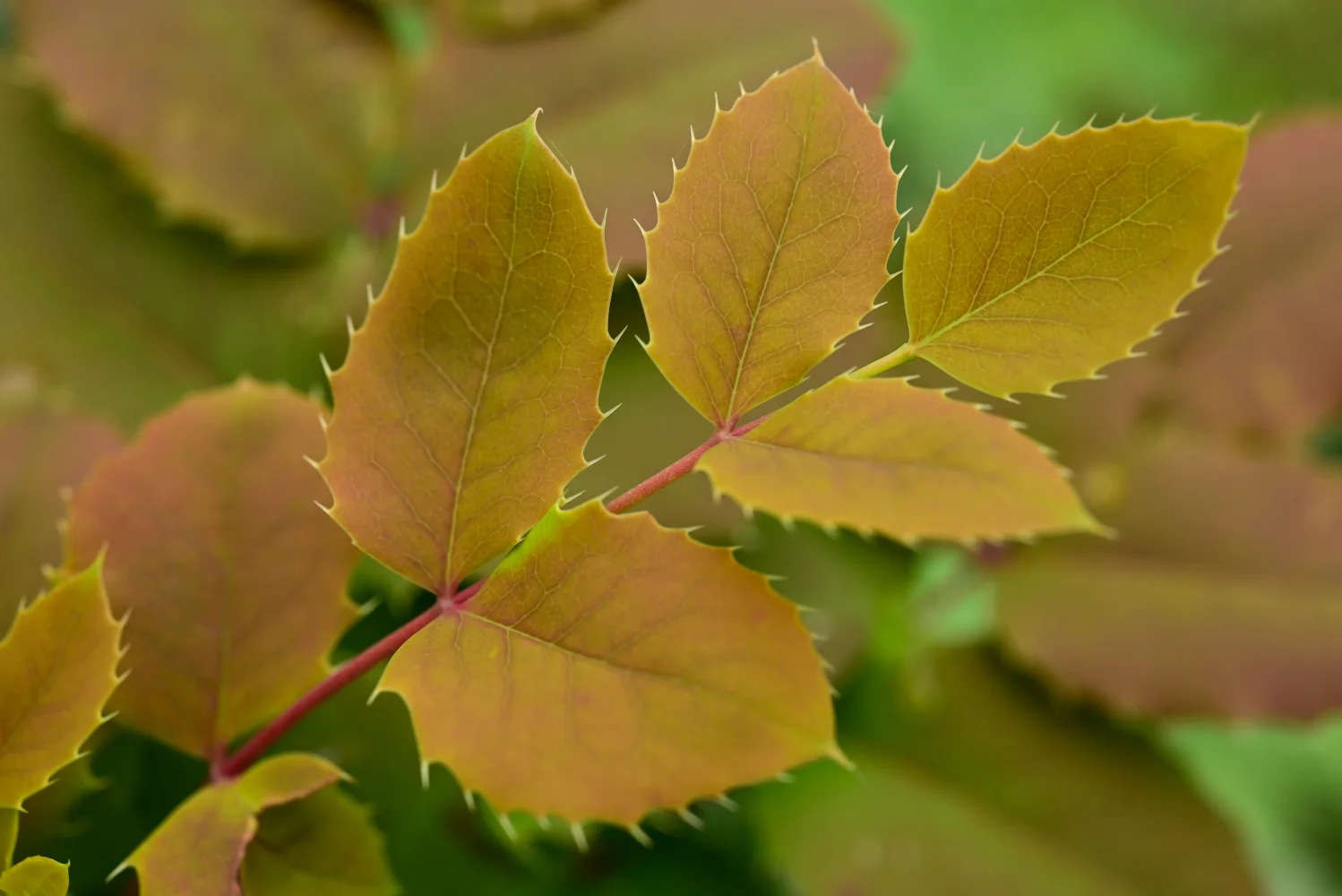 Gelbe Herbst Blätter Pflanze