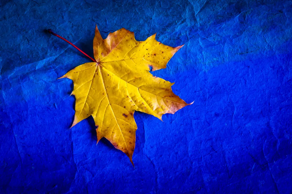 Gelber Ahorn Blätter vor blauem Hintergrund