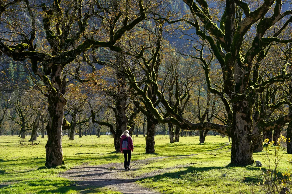 Großer alter Baum in herbstlichen Park