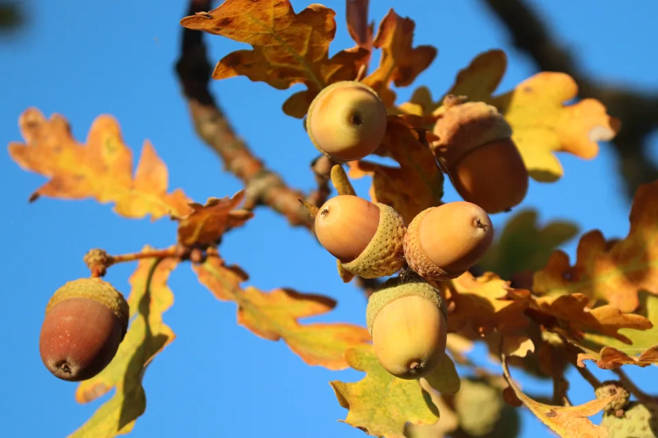 Im Herbst auf einem Ast in Blätter im Herbst