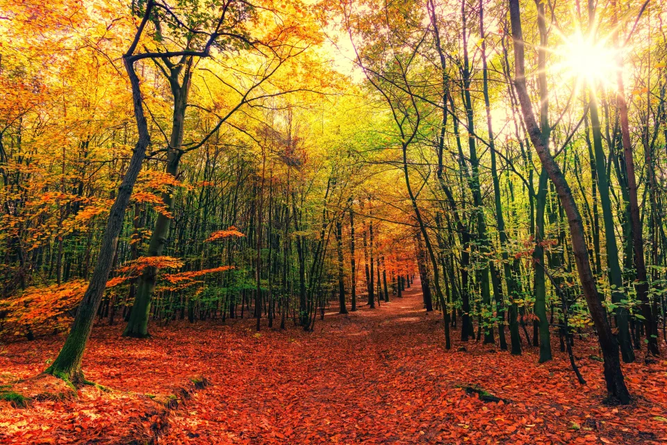 Leuchtende Sonne dringt durch durch Baum Herbst Wald