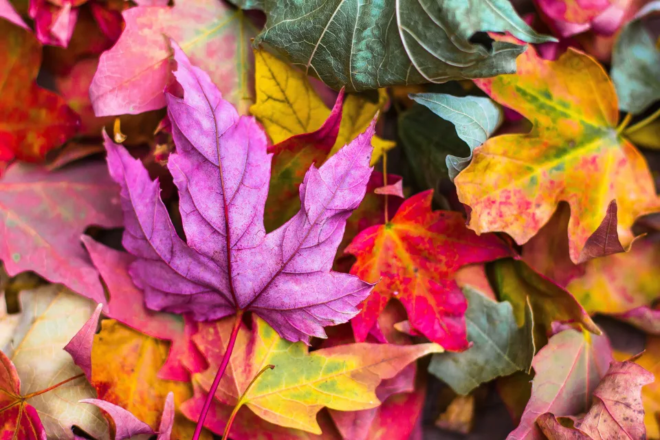Leuchtende bunte gefallene Herbst Blätter