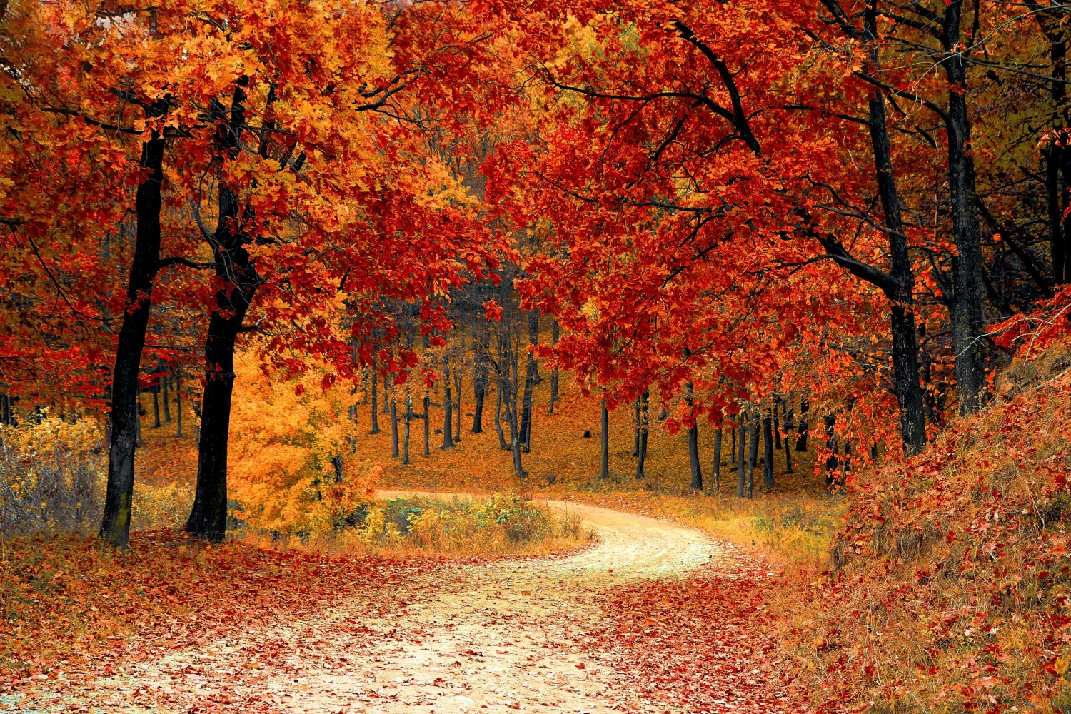 Leuchtende orangefarbene Blätter auf Bäumen im Herbstwald