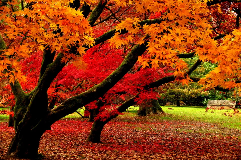 Leuchtende orangefarbene Blätter auf Bäumen in herbstlichen Park