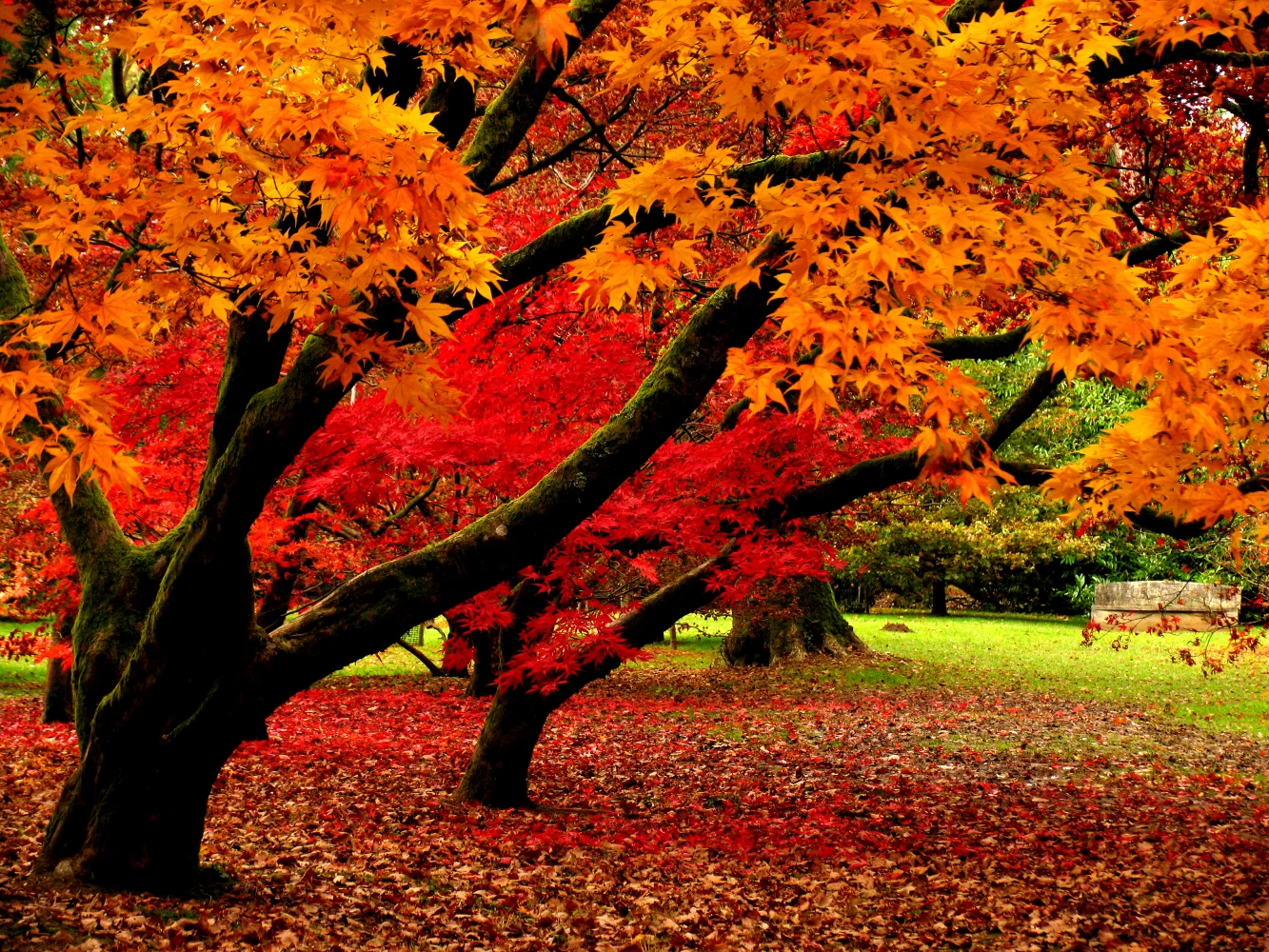 Leuchtende orangefarbene Blätter auf Bäumen in herbstlichen Park