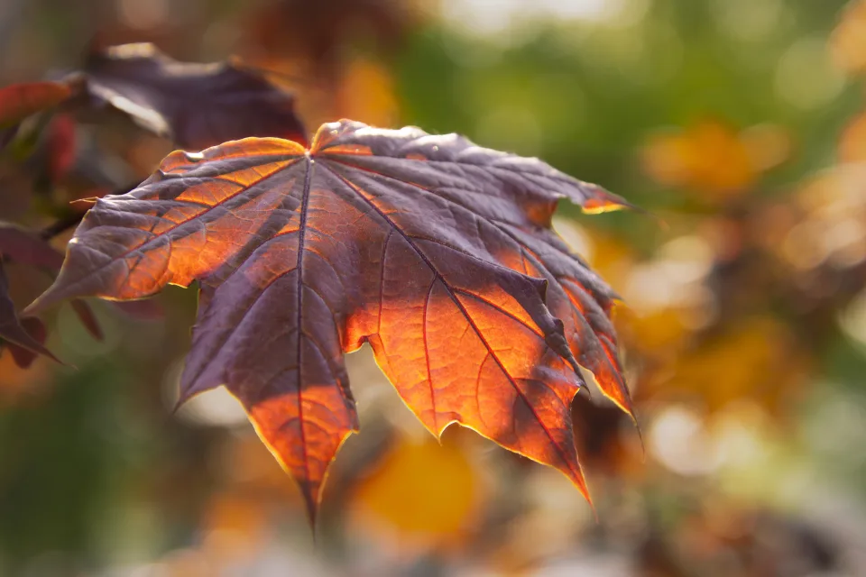 Leuchtender herbstlicher Blätter auf einem Ast