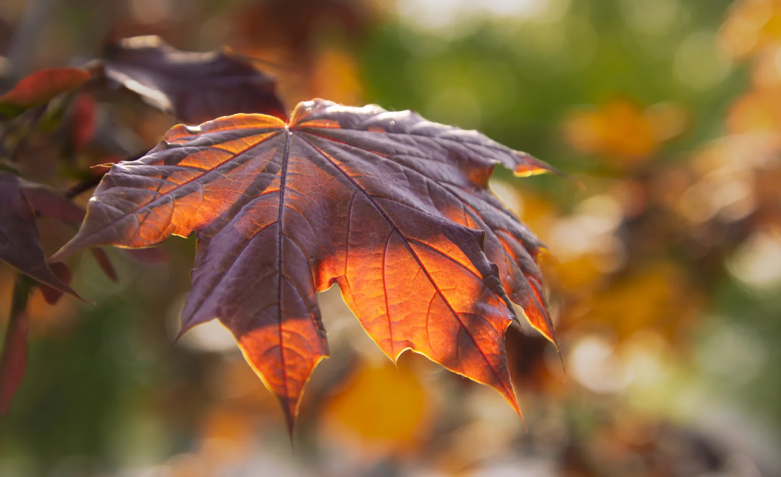Leuchtender herbstlicher Blätter auf einem Ast