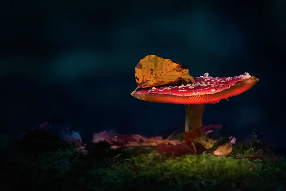 Naturmotiv – Gelber gefallenes Blätter