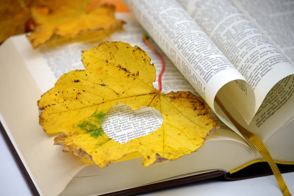 Naturmotiv – Orangefarbener herbstlicher Blätter