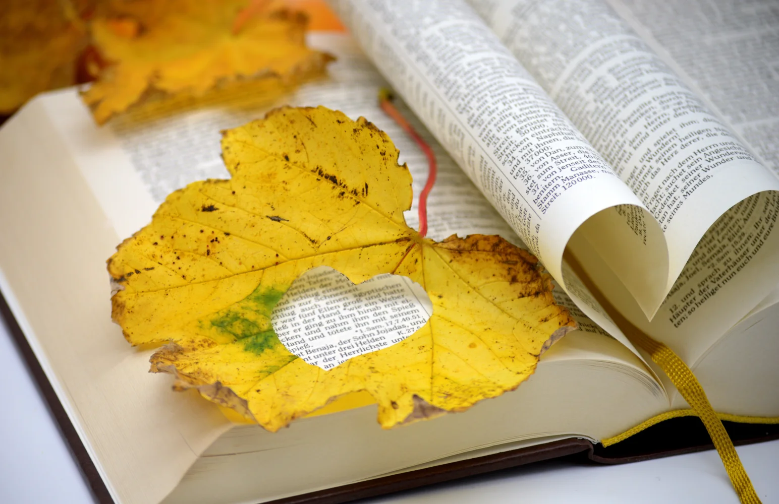 Naturmotiv – Orangefarbener herbstlicher Blätter