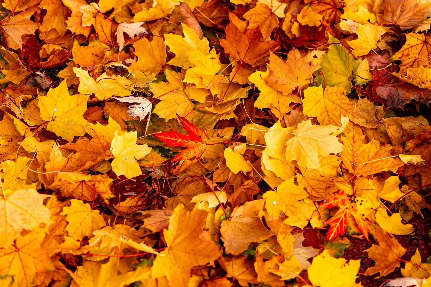 Naturmotiv – Viele gefallenen Blätter