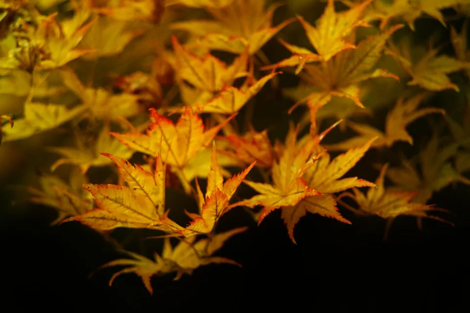 Naturmotiv – orangefarbene Herbst Blätter