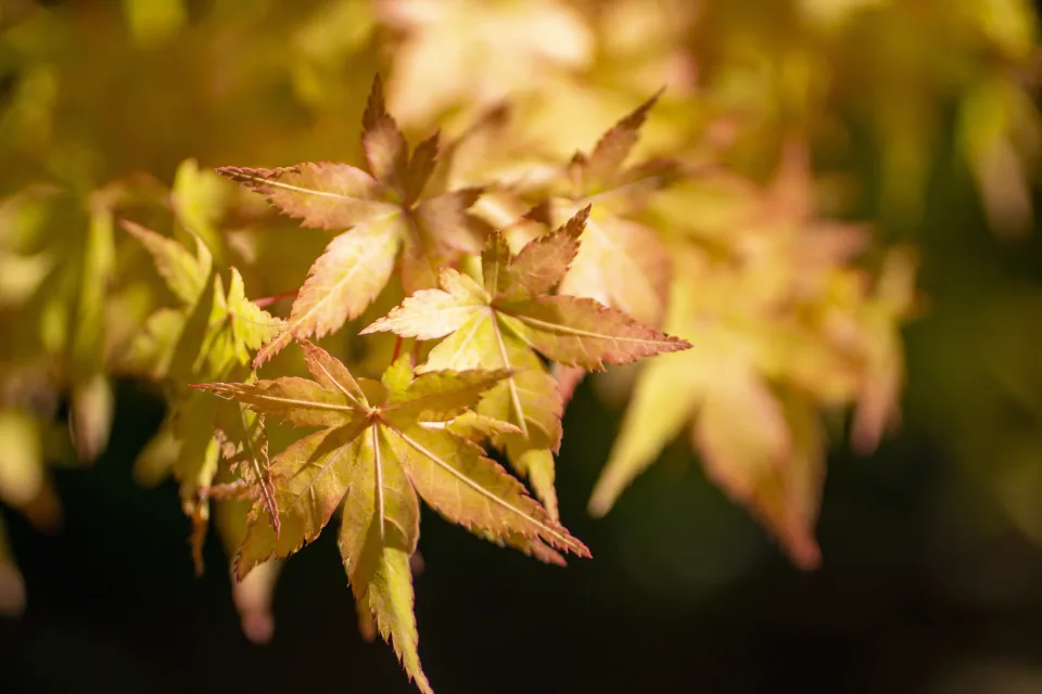 Orangefarbene Ahorn Blätter auf einem Ast im Herbst