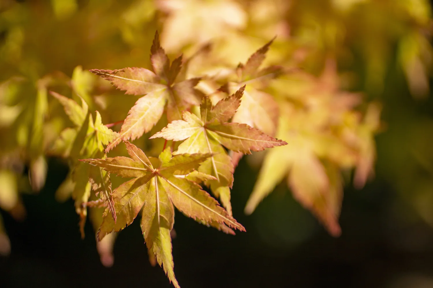 Orangefarbene Ahorn Blätter auf einem Ast im Herbst