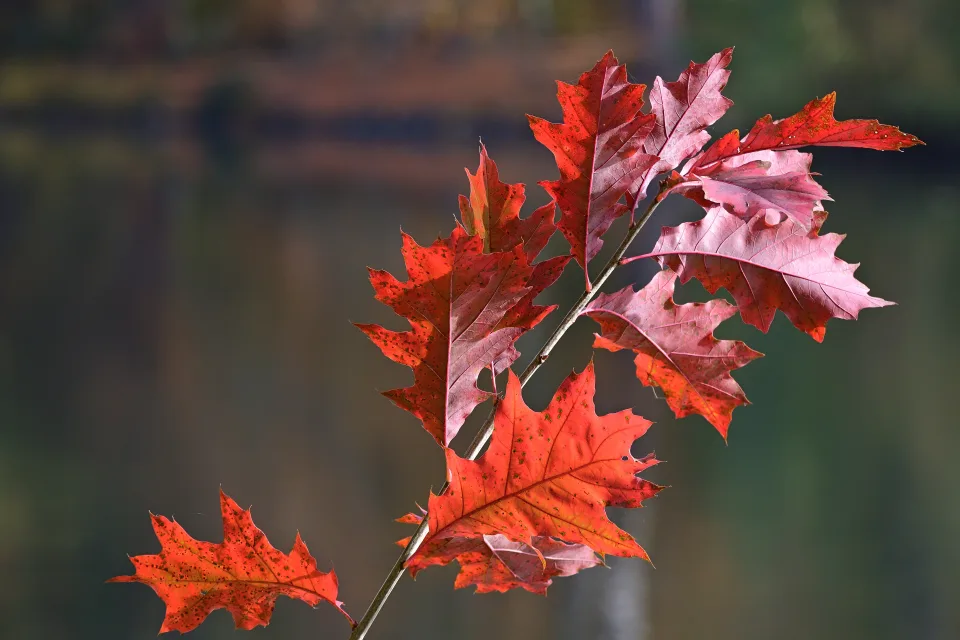 Orangefarbene Blätter Eiche auf einem Ast im Herbst