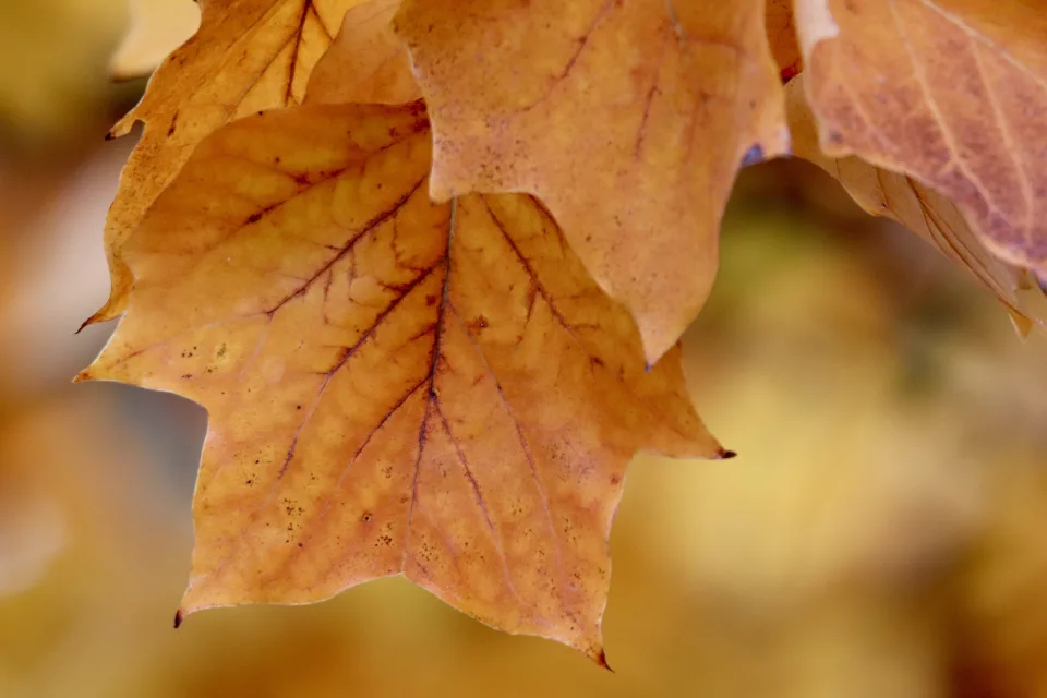 Orangefarbene Herbst Blätter auf einem Ast