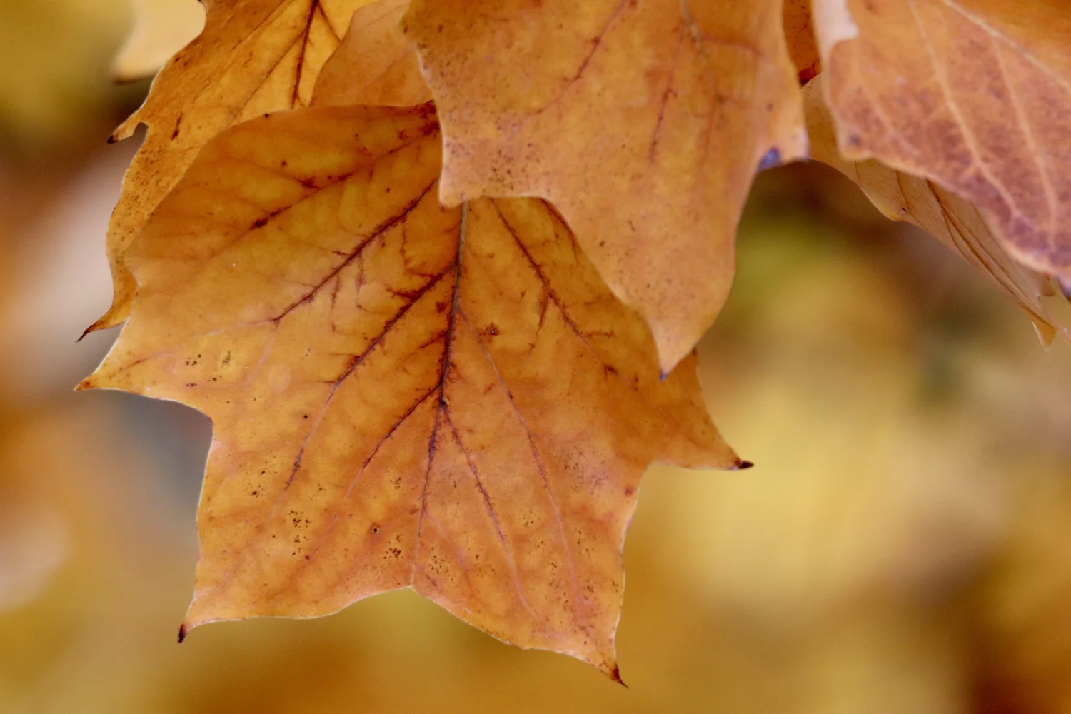 Orangefarbene Herbst Blätter auf einem Ast