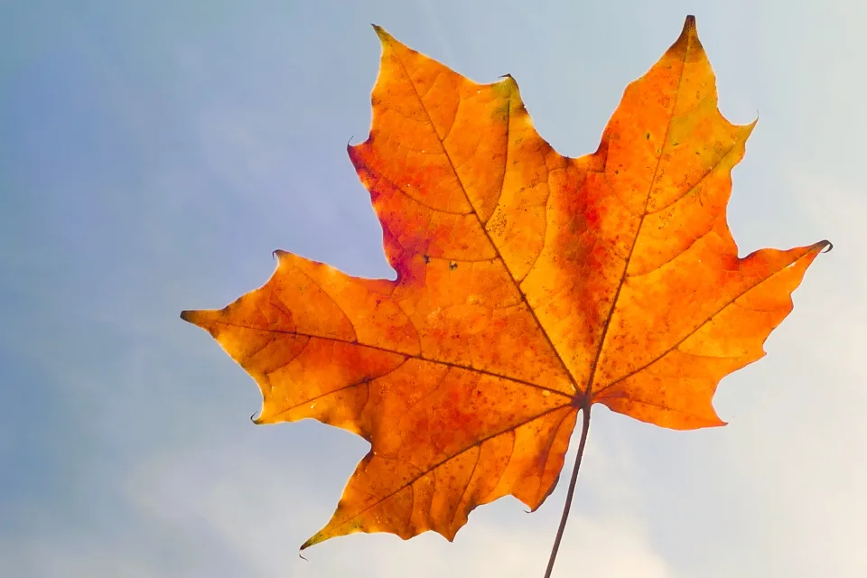 Orangefarbener Ahorn Blätter vor hellblauem Himmel