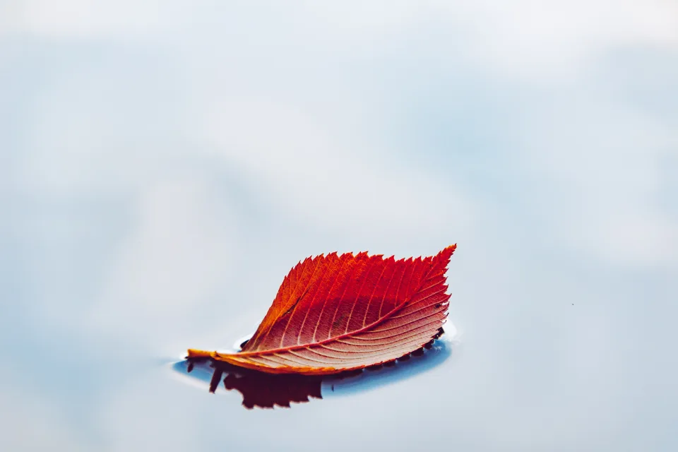 Orangefarbener herbstlicher Blätter im Wasser vor grauem Hintergrund