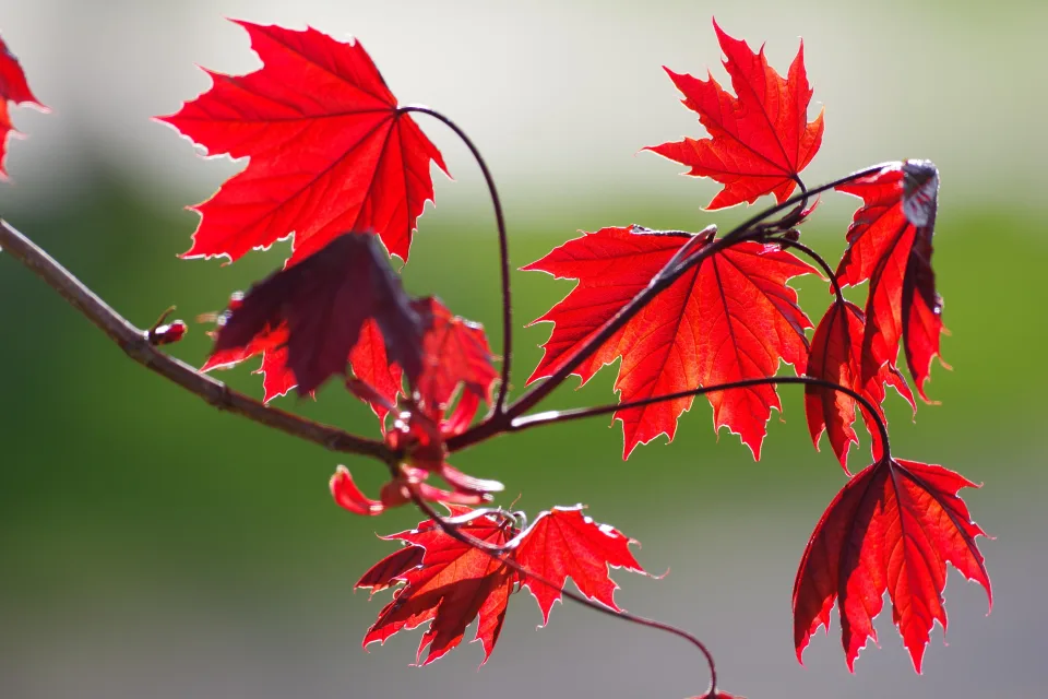 Rote Blätter auf einem Ast im Herbst