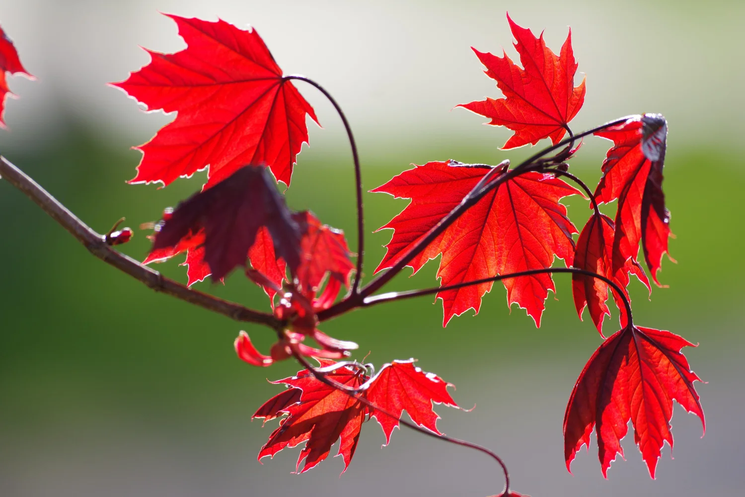 Rote Blätter auf einem Ast im Herbst