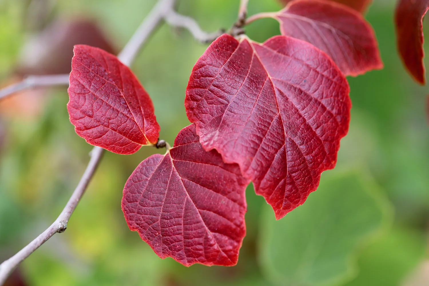 Rote Blätter auf einem Ast