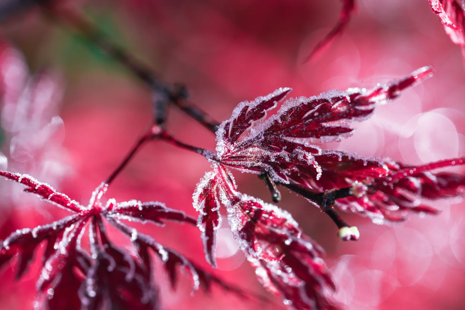 Rote Blätter auf einem Baum bedeckt Raureif