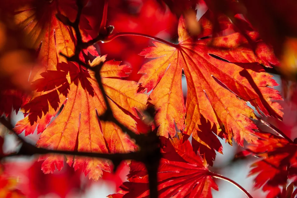 Rote Blätter im Sonnenlicht