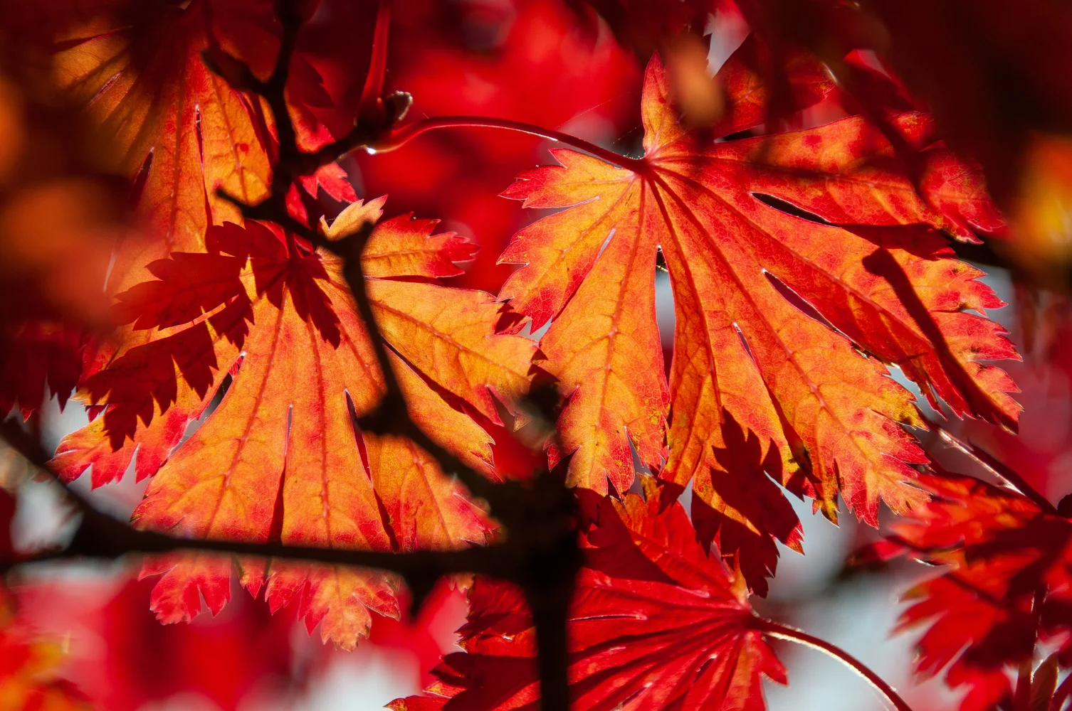 Rote Blätter im Sonnenlicht